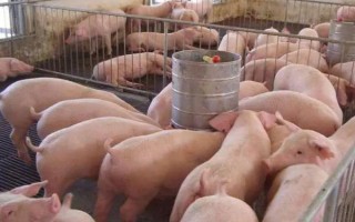 小型养猪场需要多少投资,大概需要2万元左右