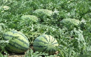 夏季上市的时令水果有哪些，常见这7种