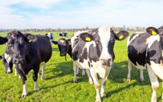 育成牛放牧饲养技术，一定要分组放牧