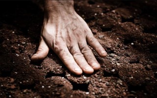 水杉是彩色树种吗，属于彩色树种