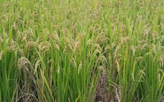 珍香9号水稻种子特点，每亩有效穗数17.9万