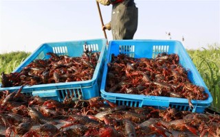 养殖10亩小龙虾的成本，大概需要13万元左右