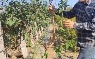 李子苗的价格，通常在1-3元左右一棵