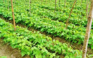 四棱豆适合在哪些地区种植，适合在云南、贵州、四川等地种植