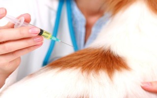 蝴蝶犬吃什么，适合吃狗粮、狗罐头、狗饼干等