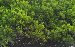 红树林常见的伴生植物是什么，海刀豆是主要附生植物