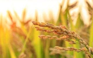 益51A水稻种子介绍,秧田亩播种量15公斤