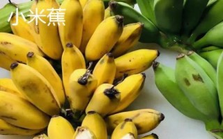 海南省三亚市的特产,椰子是当地特有的水果之一