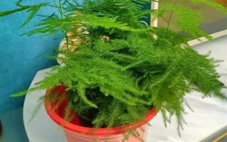 文竹冬季的养护方法，需及时保暖