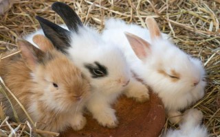 仔兔断奶成活率如何提高，首先要做好保温措施