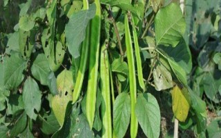 刀豆的产地，在我国主产于湖南、湖北、山东等省份