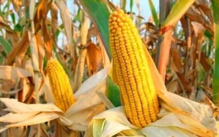 新丹9号玉米品种的特性，辽宁省春播生育期141天左右