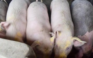 猪为什么会食欲不振及如何处理，可增喂青绿饲料或更改饲料配方