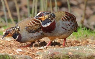 鹧鸪养殖注意事项，温度对其生长影响较大
