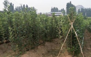 矮化苹果苗的栽培管理方法，最重要的就是枝叶的修剪和整形