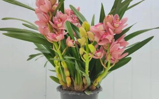 大花蕙兰怎么养殖，初秋至初冬要多晒光