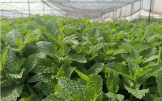 种薄荷适合用什么土壤，以疏松肥沃、透气且具有良好排水性的土壤为宜