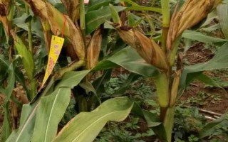 恒玉821（试验名称：桂玉821）玉米品种的特性，注意防治病虫害