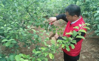 苹果开花后的管理方法，疏除丛枝果、短枝果、梢头果以及节省养分