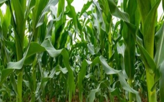 美嘉玉1号玉米种子简介，平均生育期108天