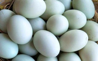 靖西大麻鸭的特点，其体型硕大且产蛋率高