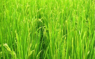 穗香糯719水稻品种简介，晚稻7月上.中旬播种