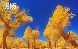 杨树简介，是著名的经济树种