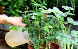 家庭大型盆栽常绿植物推荐,常见的有千年木、心叶藤和鸭脚木等