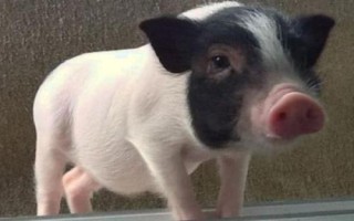 宠物猪的常见品种，常见品种有越南大肚猪、胡利亚尼猪、尤卡坦猪等