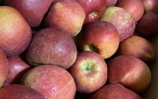 大凉山丑苹果有几个品种，主要有嘎啦、红将军、红富士这3个品种