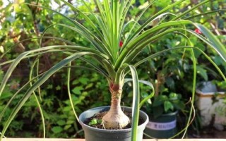 酒瓶兰怎么养殖，下午要让幼苗接受光照