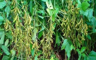 大豆种植技术，选择适合当地种植的品种