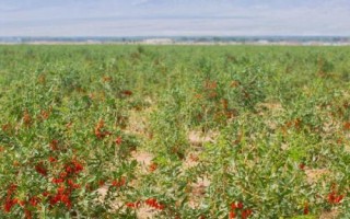 枸杞常见的病虫害防治方法，常见的有炭疽病、灰斑病和白粉病等