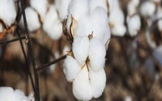 湘C176棉花品种简介,湖南春播生育期115.8天
