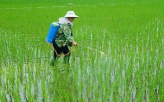 水稻插秧后的田间管理方法，大苗移栽后可以灌深一些水