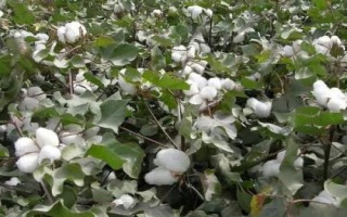 鲁棉336棉花品种简介,属转基因中熟品种
