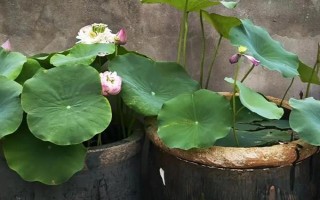 莲花的开放季节，大多为6-9月份