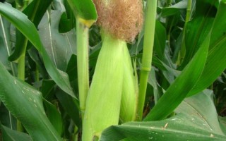 哪种玉米高产且畅销，常见的有京科968、郑单958等