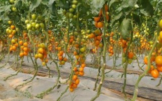 秋冬茬番茄的栽培技术，播种时间通常是在每年中秋节前后