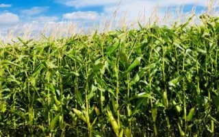米多11玉米种子简介，4月下旬5月上旬播种