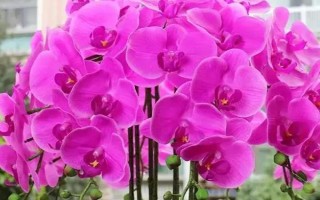 蝴蝶兰的根与气根有什么区别，所有根系皆为气根