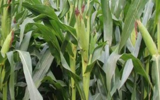 鑫白66玉米种子特点,平均生育期134天