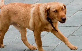 狂犬病的症状，狗狗会出现精神沉郁、唾液增多等症状