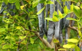 皂角的种植方法，种子需用机械方式损伤种皮