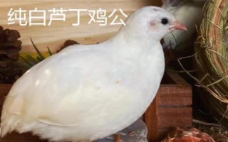 纯白芦丁鸡如何区分公母，可根据肛门鉴别