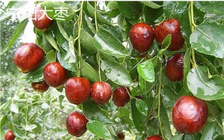 山东泰安市的水果特产