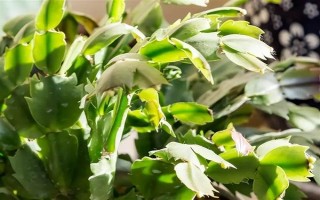 怎么养殖蟹爪兰,春秋季节每隔4天浇一次水