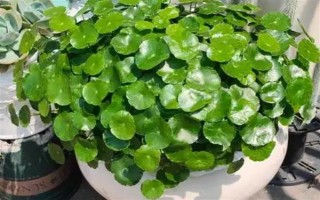 铜钱草没有根能不能活，没有根也是可以成活