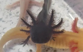 六角蝾螈的简介,学名叫做墨西哥钝口螈