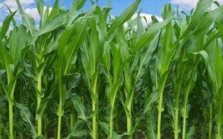 福曌328玉米种子简介，5月下旬至6月中旬播种